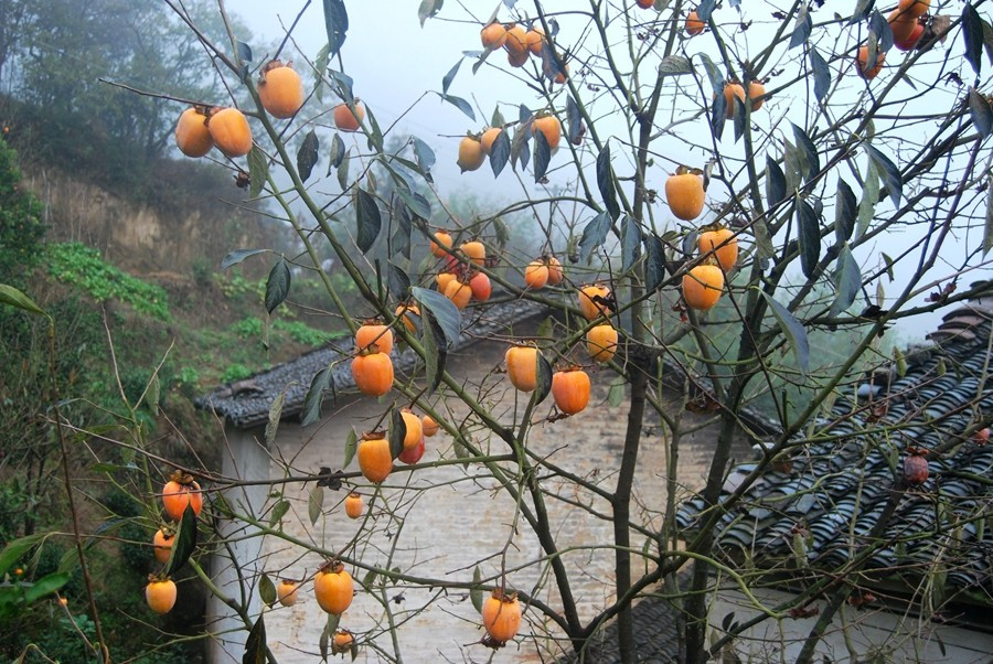 121713a0iom14ft732zpqb.jpg!t1w1500h1500