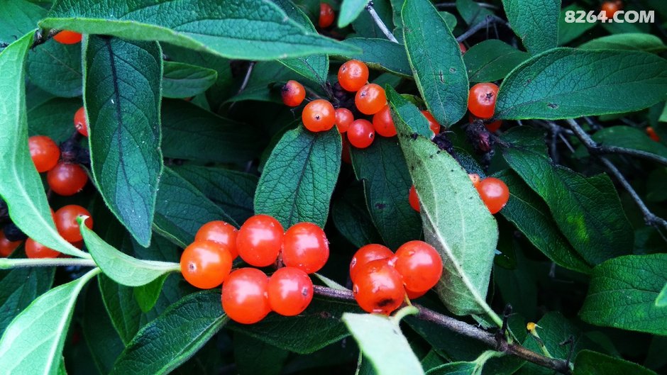 大美内蒙古.骑行圣地呼伦贝尔+兴安盟.四旗.两