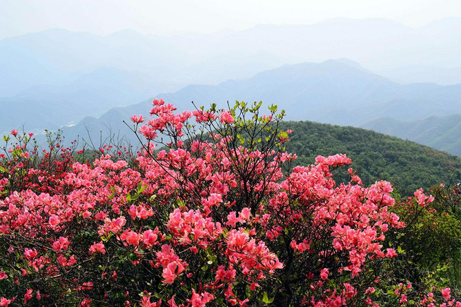 (周日户外)4月1号麻城铜锣岩户外徒步邂逅杜鹃