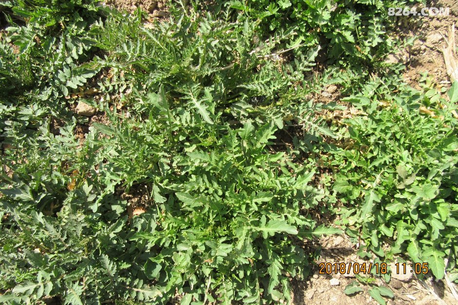 荠荠菜--宁夏贺兰山瘦脸俱乐部2018.4.18骑行单车针打了可以瘦多少钱图片