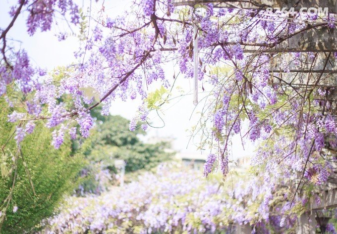 春季游成都的打开方式