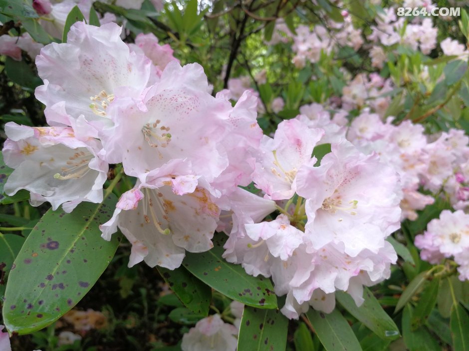 伴随着满山的高山杜鹃 帅哥美女 一起登顶大峰