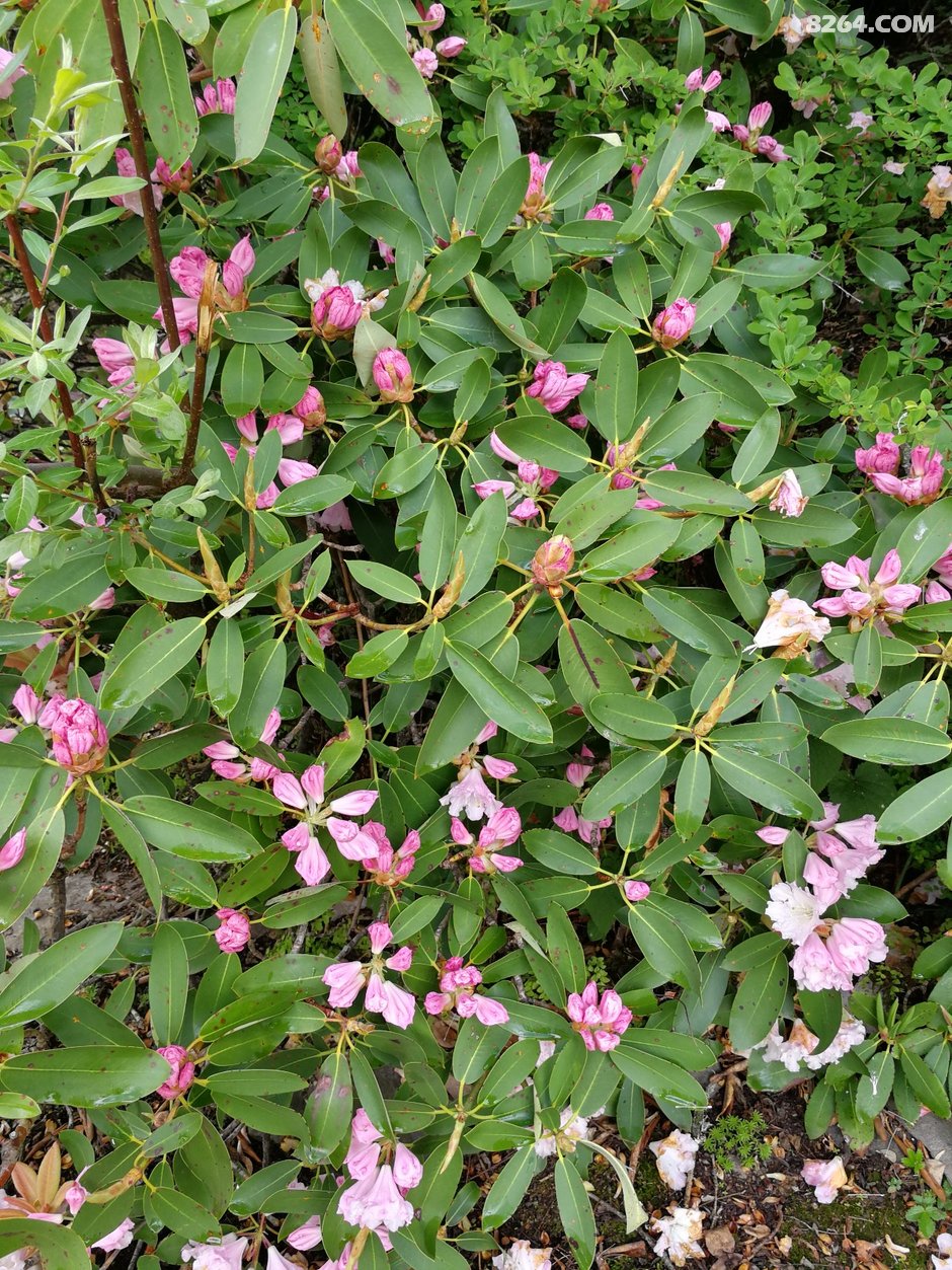 伴随着满山的高山杜鹃 帅哥美女 一起登顶大峰