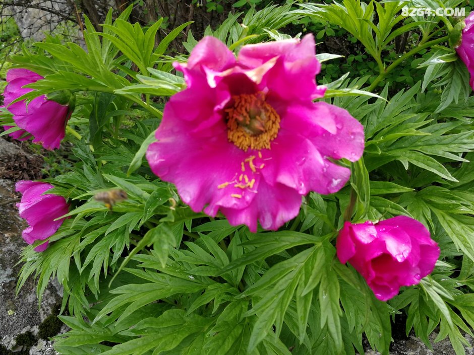 伴随着满山的高山杜鹃 帅哥美女 一起登顶大峰