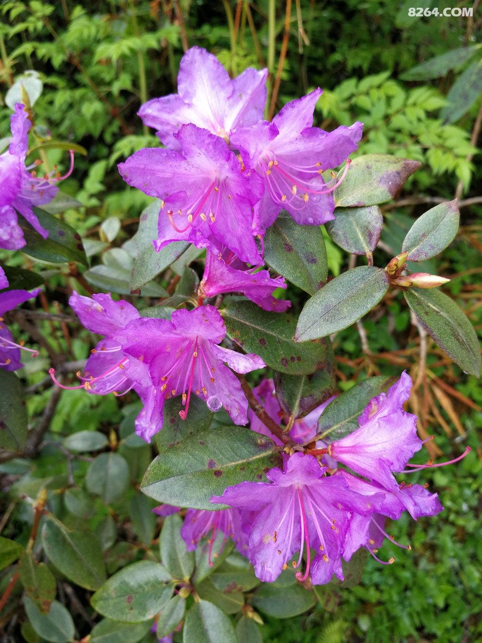 伴随着满山的高山杜鹃 帅哥美女 一起登顶大峰