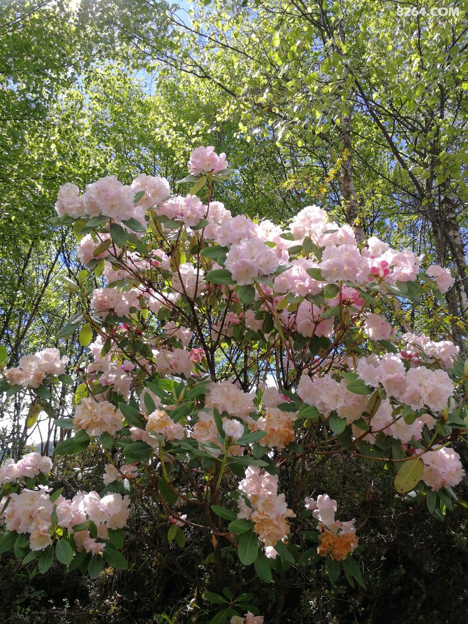 伴随着满山的高山杜鹃 帅哥美女 一起登顶大峰