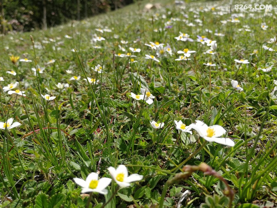 伴随着满山的高山杜鹃 帅哥美女 一起登顶大峰