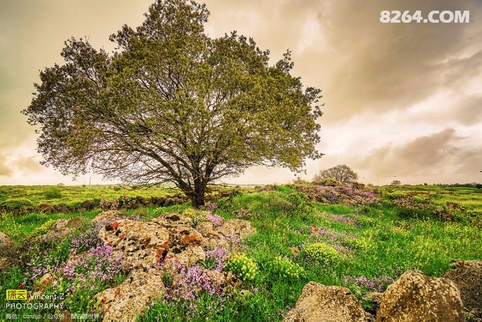 [探云]以色列约旦春风相遇走迦南(18日深度游)