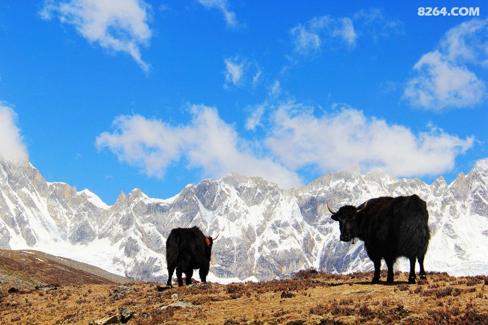 越过山丘,才发现无人等候--我在喜马拉雅这些年