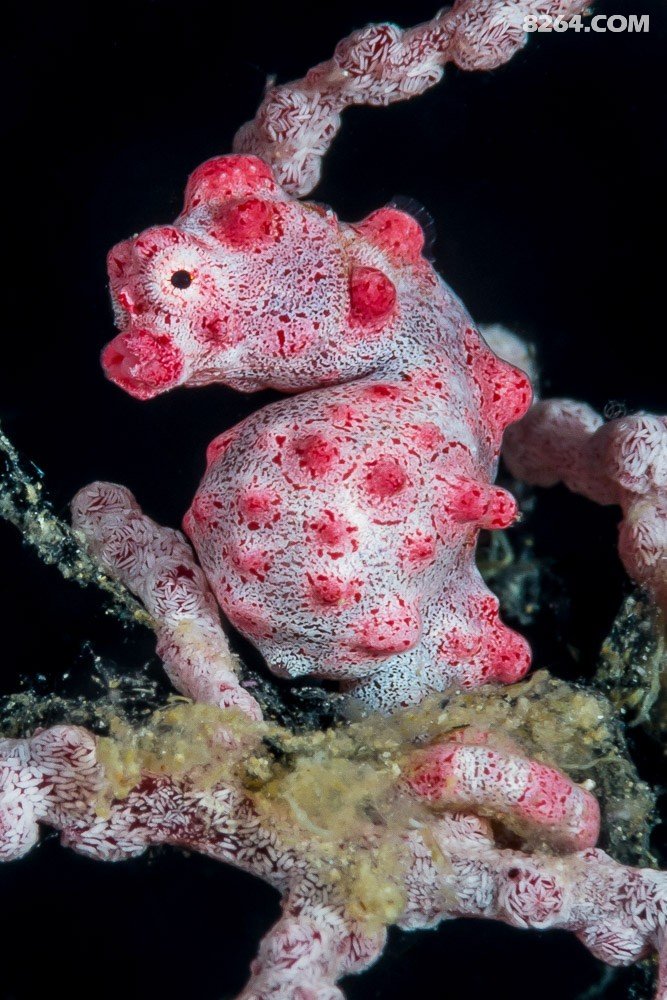 超详细东南亚潜水指南!解锁便宜又好玩的潜水