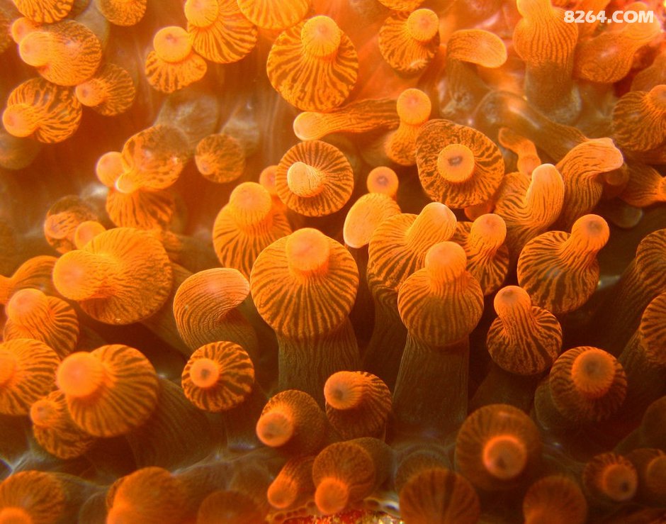 超详细东南亚潜水指南!解锁便宜又好玩的潜水