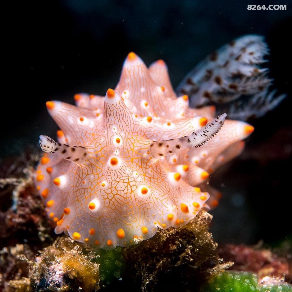 超详细东南亚潜水指南!解锁便宜又好玩的潜水