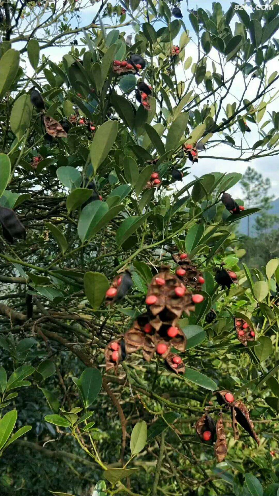 20180923:台风山竹过后第一周,五桂山拉练赏
