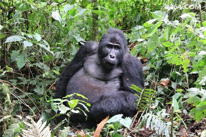 52天,1130公里,她是首位完成南极远征的中国女