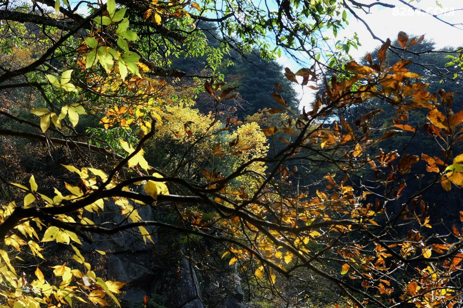 桫(suo)椤江之秋