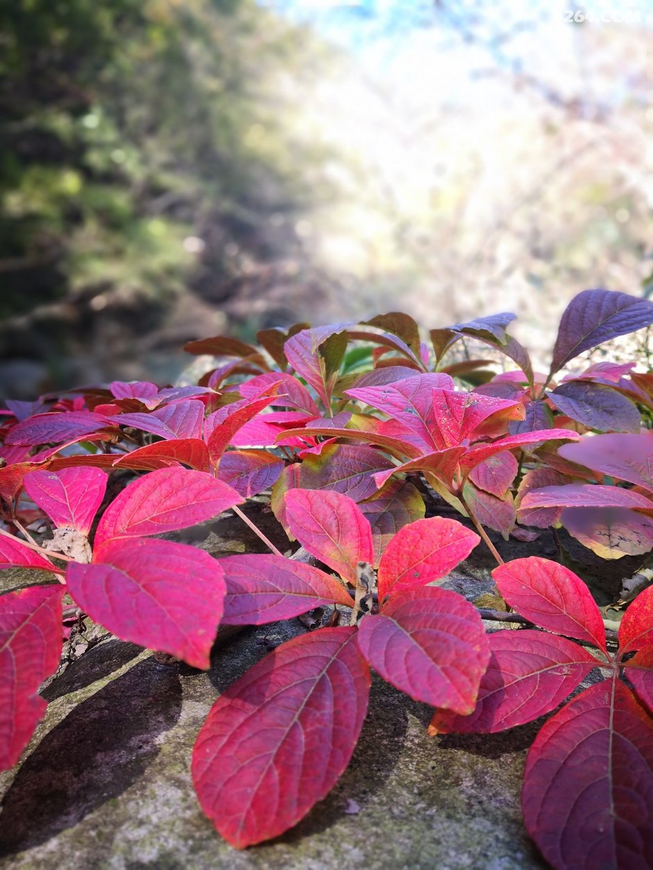 信阳户外被忽略的美景之--- 近在咫尺的大峡谷