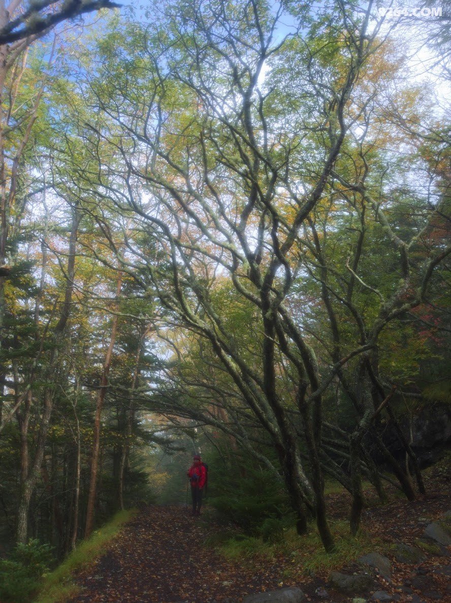 富士山下雪了,突然就决定去看看