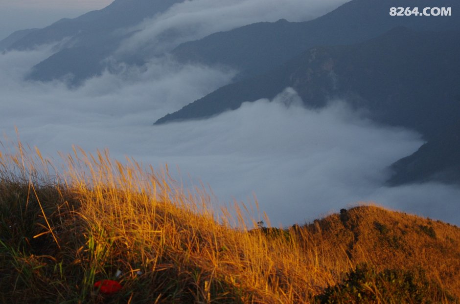 可怜我岭南,母猪赛貂蝉~\(^o^)\/~--惠州大南山,广