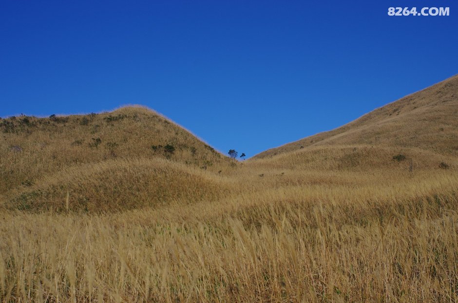 可怜我岭南,母猪赛貂蝉~\(^o^)\/~--惠州大南山,广