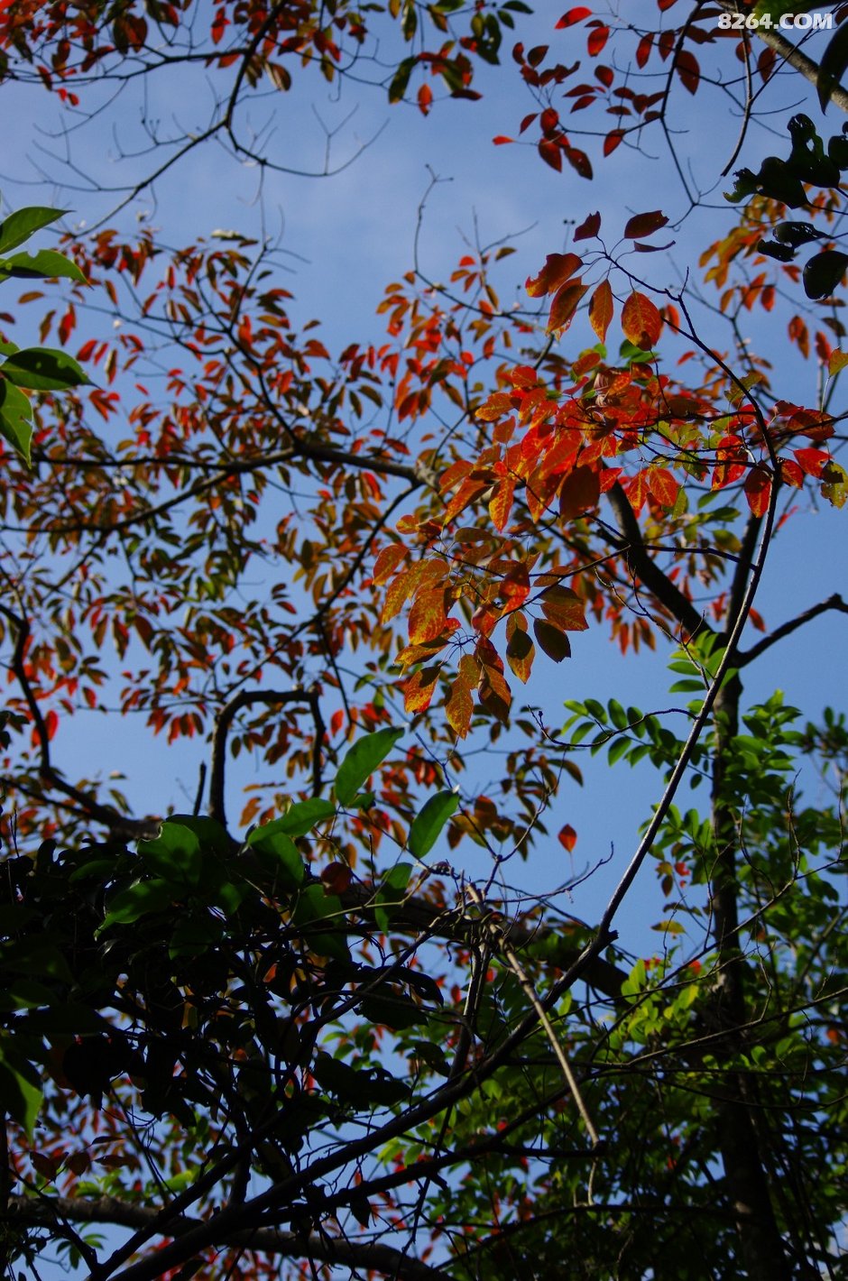 可怜我岭南,母猪赛貂蝉~\(^o^)\/~--惠州大南山,广