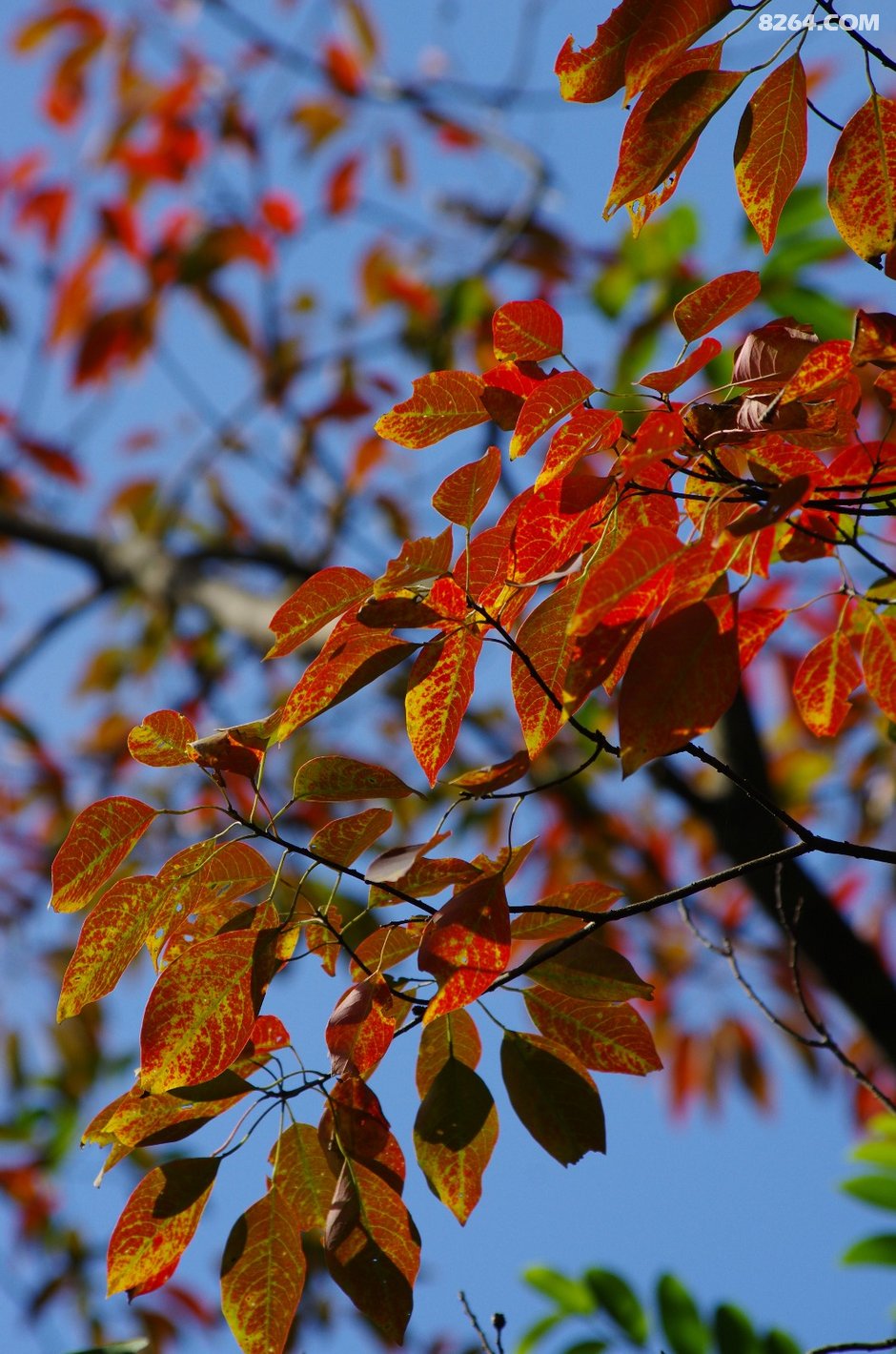 可怜我岭南,母猪赛貂蝉~\(^o^)\/~--惠州大南山,广