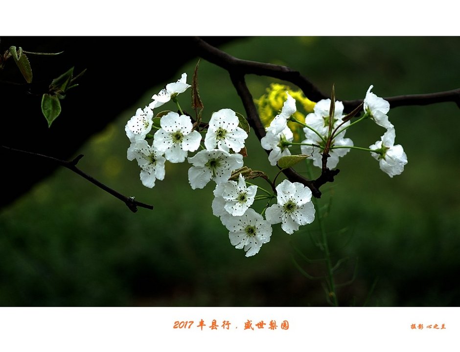 梨花白菜花黄--丰县盛世梨园渊子湖探春行游(2