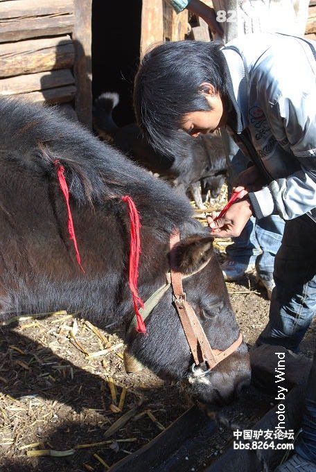 泸沽湖,之普米族少年的婚礼纪录(按行程记录))