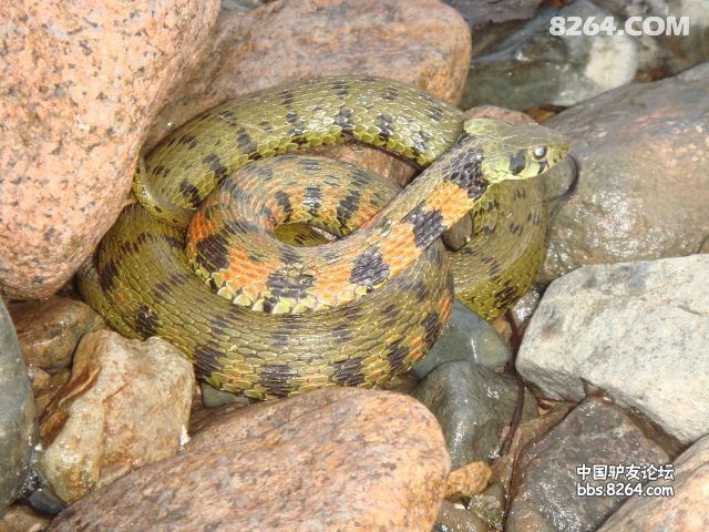 蛇 - 辽宁 - 8264手机触屏版