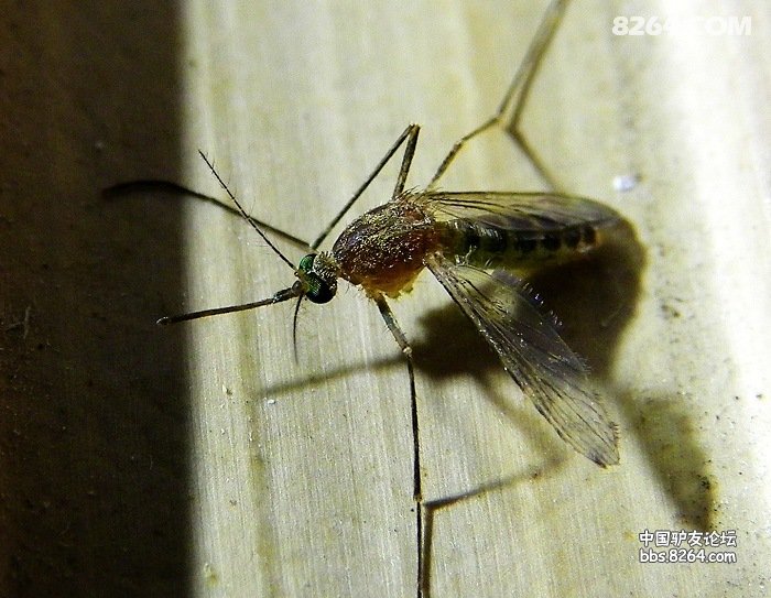 怎样抓蚊子 090810100811c3cc5fc04901fc.jpg!t3w825h0
