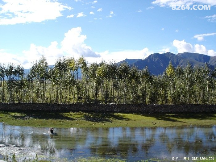 到西藏踩牛屎去