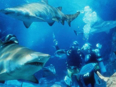 上海大洋海底世界潜水点电话地址价格介绍,上