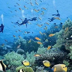 最热门的2014泰国潜水点场地查询点评