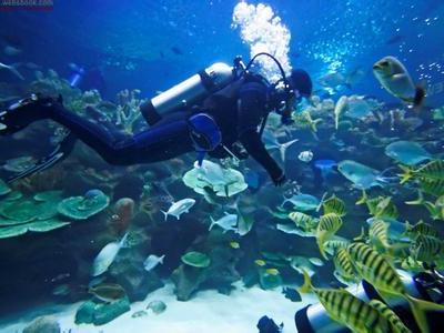 委内瑞拉博内尔潜水点电话地址价格介绍,委内