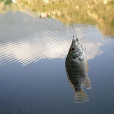 口碑最好的2014四川攀枝花钓鱼场地查询点评