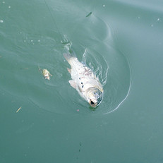 口碑最好的2014四川攀枝花钓鱼场地查询点评