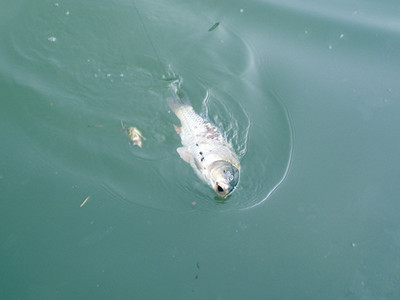 攀枝花何家湾鱼塘垂钓钓鱼点在哪里,攀枝花何