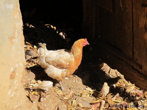 富民小水井苗族风情旅游村、散旦农村土特产照