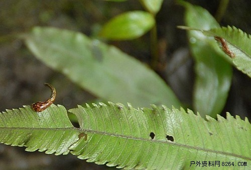 墨脱之行 徒步穿越蚂蟥山 <em>短衣短裤</em>战蚂蟥 - 游