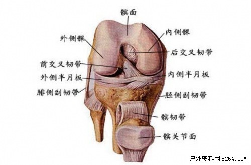 膝关节结构_微明网