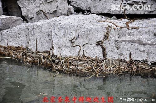 放生团在北京后河放蛇 驴友表示不满担心被咬