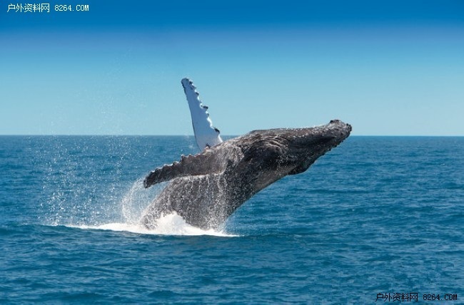 黄金海岸马拉松 南半球一年一度的路跑盛事 - 文章暂存 - 户外资料网