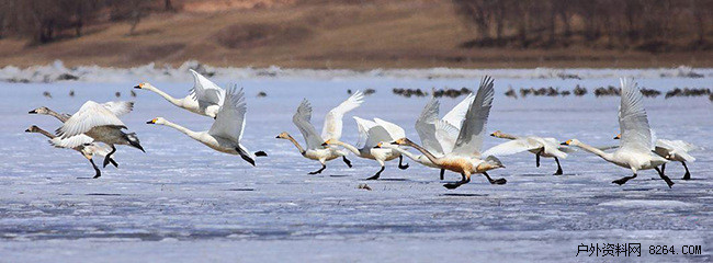 专家为什么都穿它?揭秘跟着大雁迁徙路上的超级装备