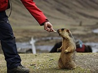 ͽ��Ī˹����������