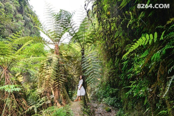 桫椤峡谷游玩攻略,乐山桫椤峡谷游玩攻略