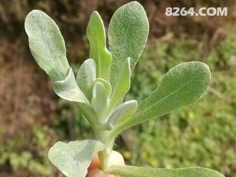 什么菜是清明菜 153749764565.jpg!t3w825h0