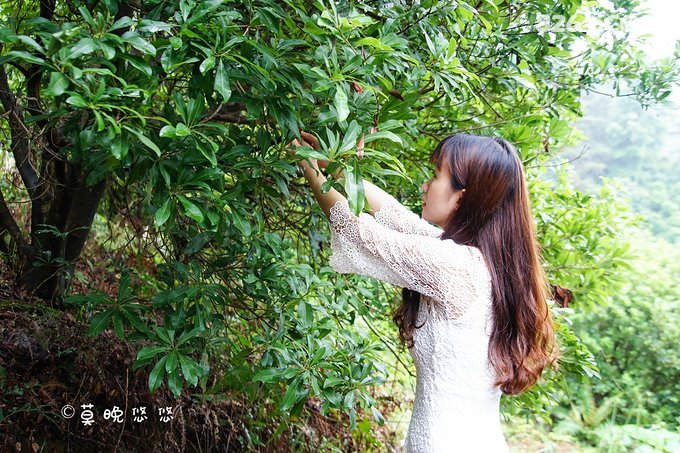 田园采摘登高望远,邂逅初夏的一抹凉