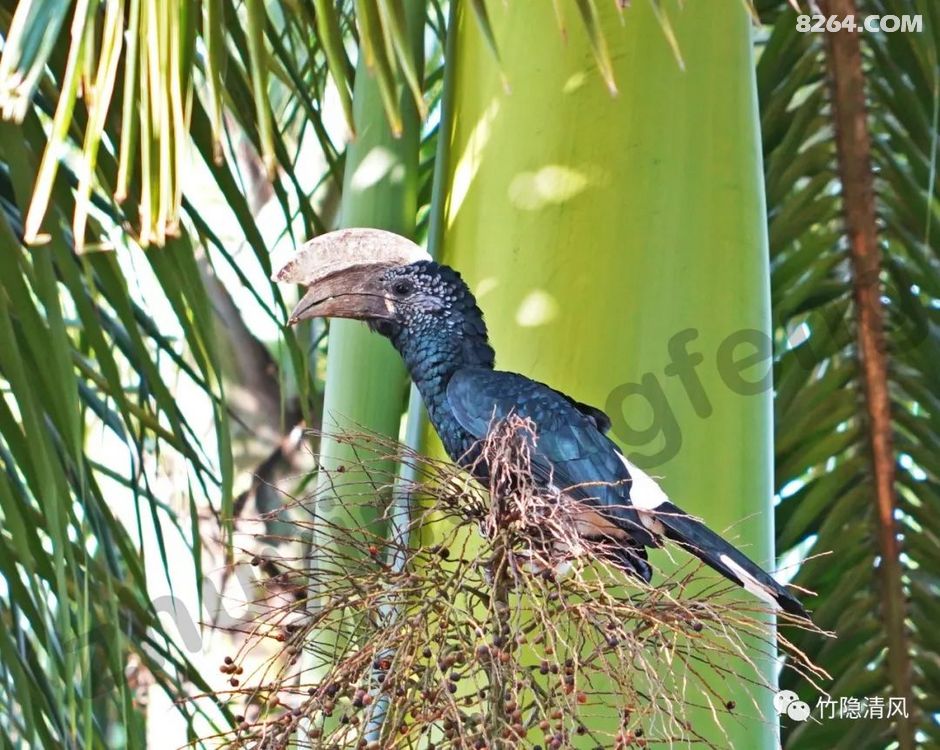 155169006076.jpg!t3w825h0