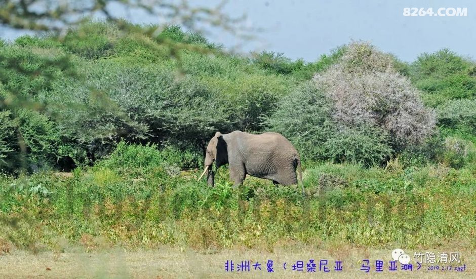 巅峰7+2乞力马扎罗山行记(6)---狂野的东非大