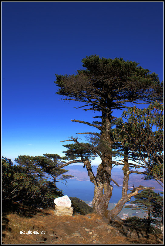24# 寂寞孤燕 苍山冷杉又名塔杉,是冷杉属分布最南的一个种