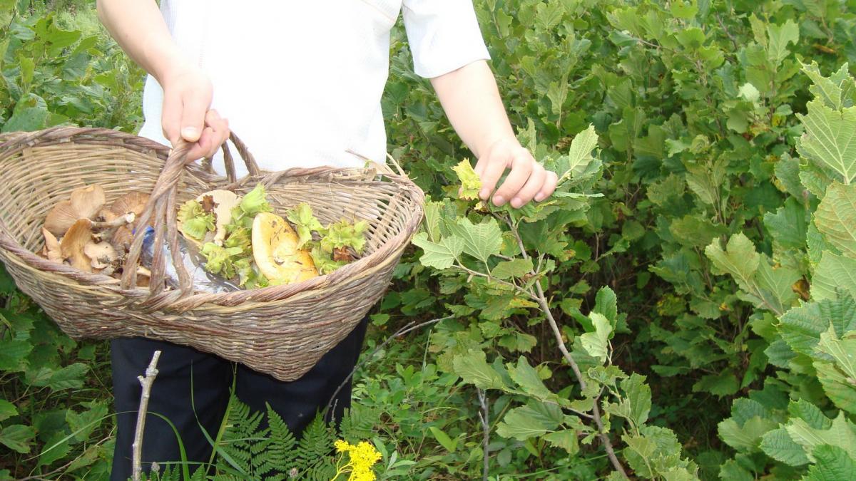 东北小兴安岭农村老家游山采蘑菇榛子纯净的很自然的地方